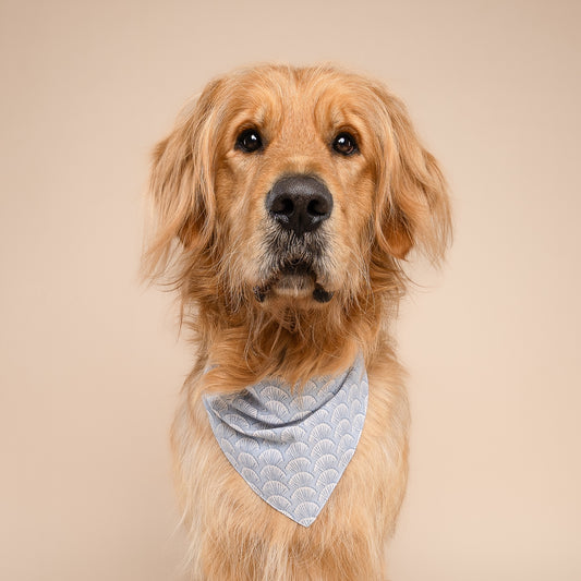The Paws Dog Bandana